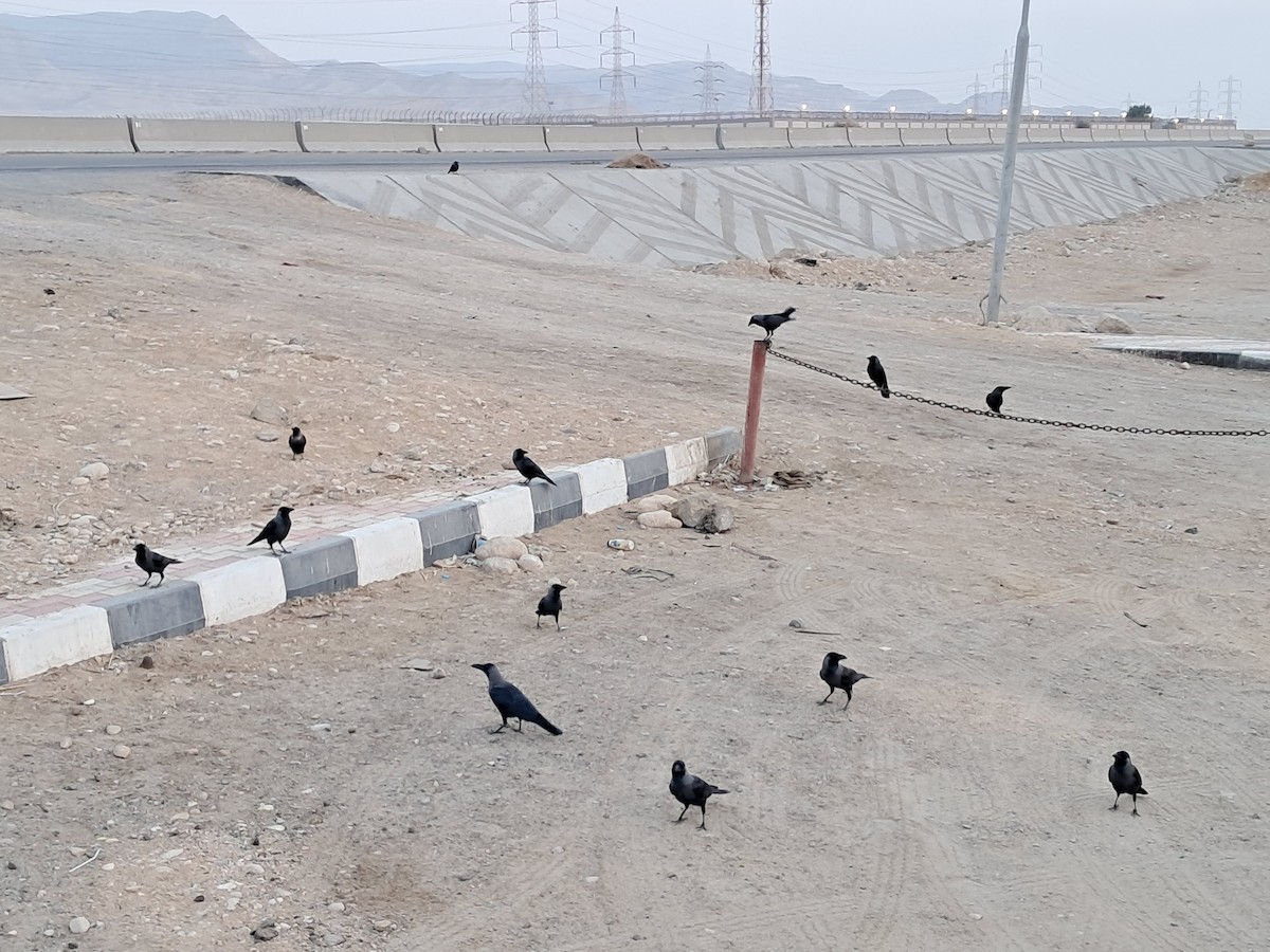 家烏鴉 - ML644787981