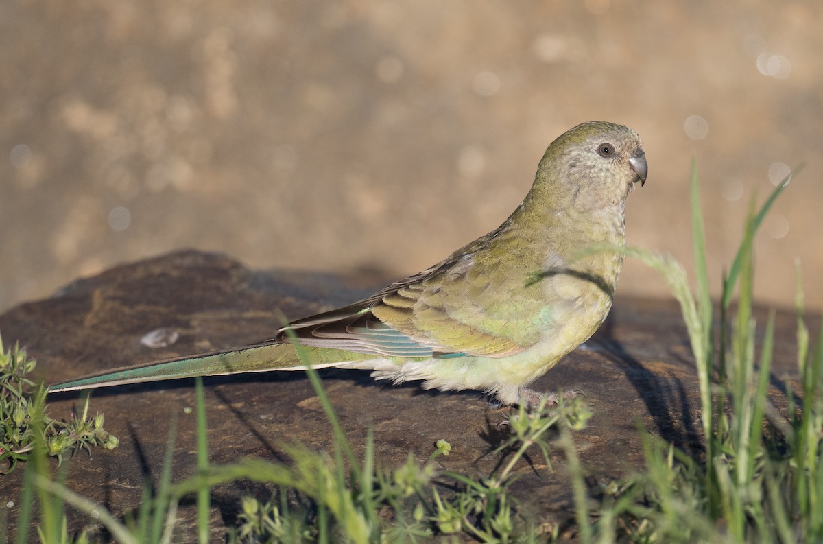 Папужка співочий - ML644787983
