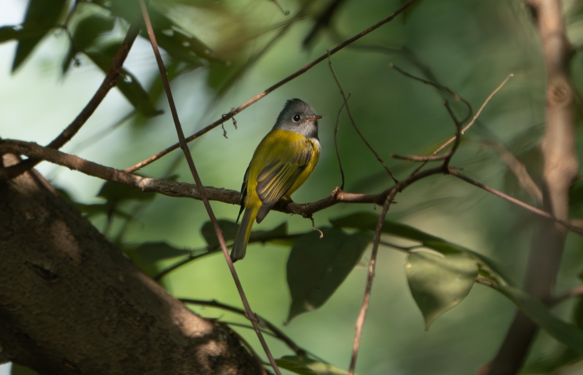 方尾鶲 - ML644787987