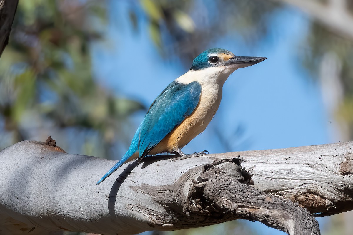Альціон священний - ML644787988