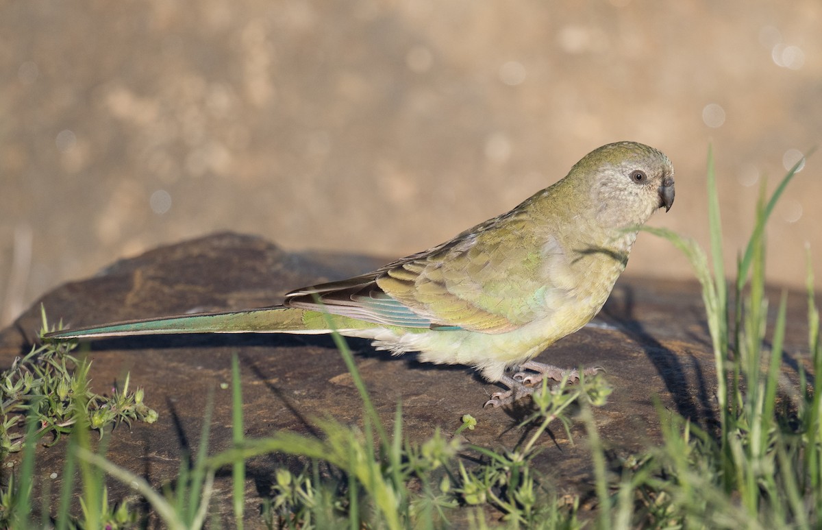 Папужка співочий - ML644787990