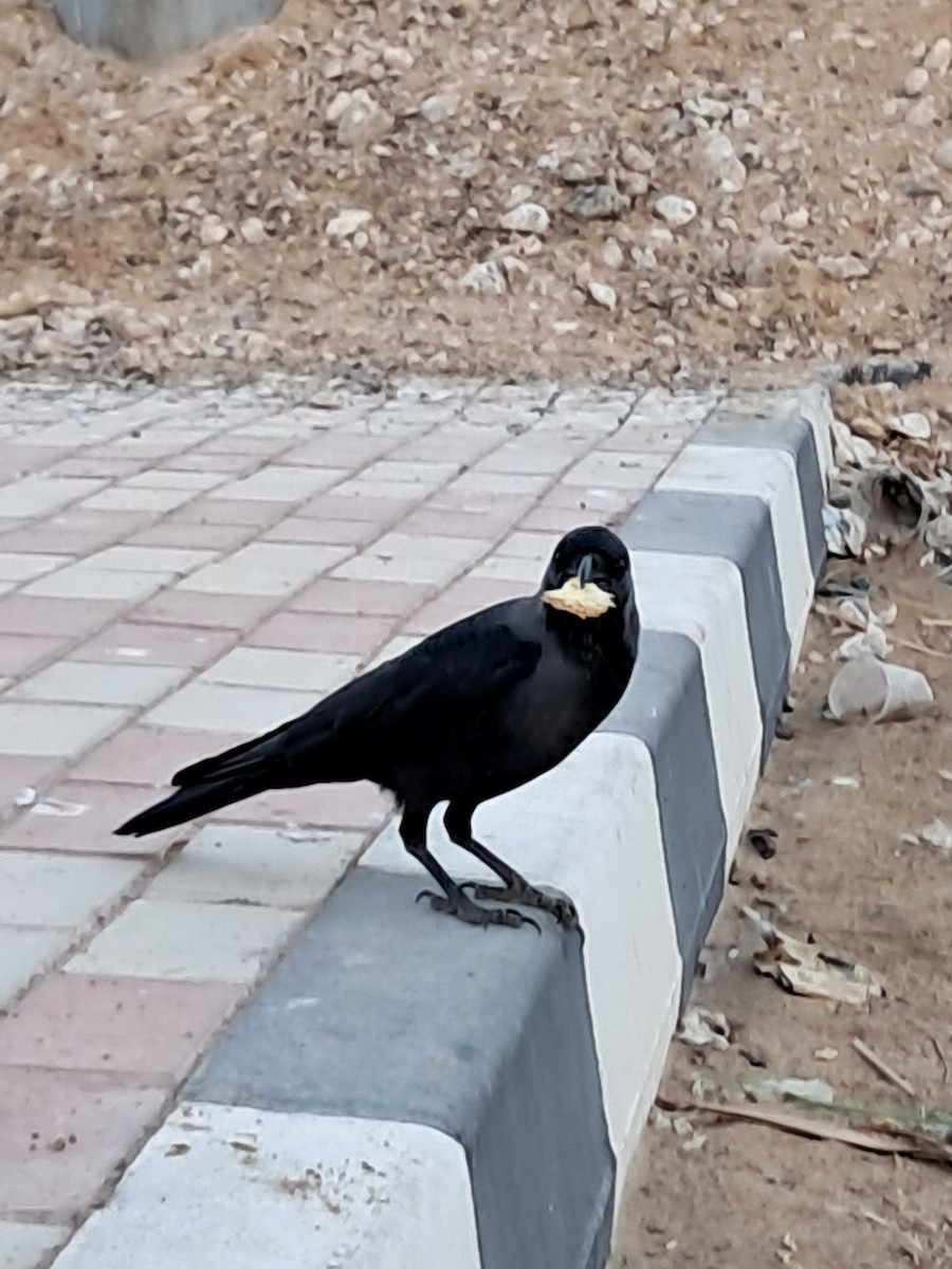 家烏鴉 - ML644787995