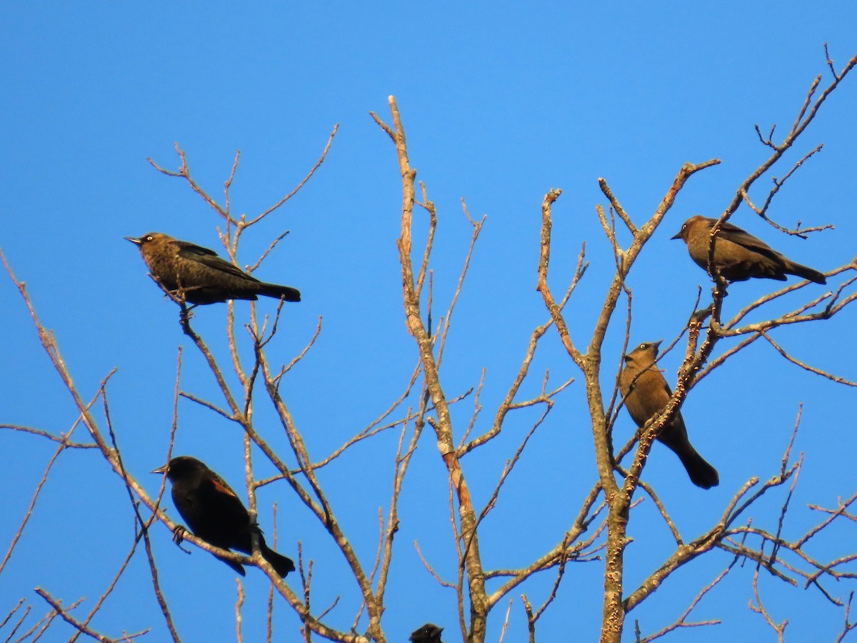 Rusty Blackbird - ML644788007