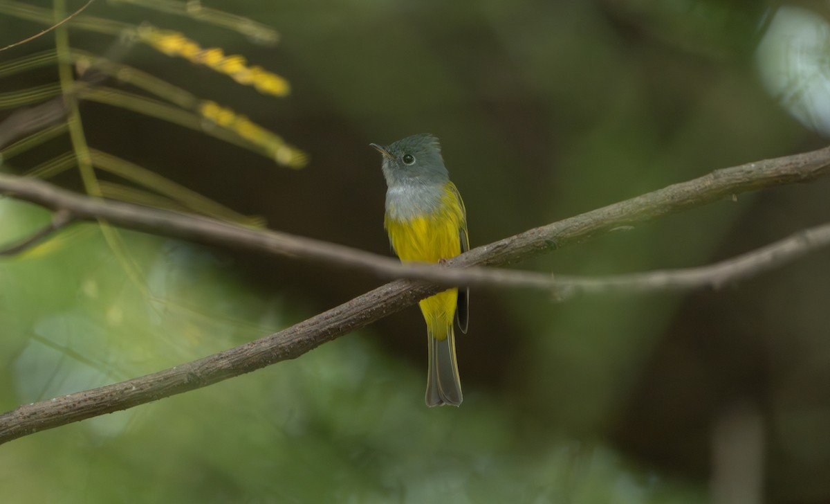 方尾鶲 - ML644788008