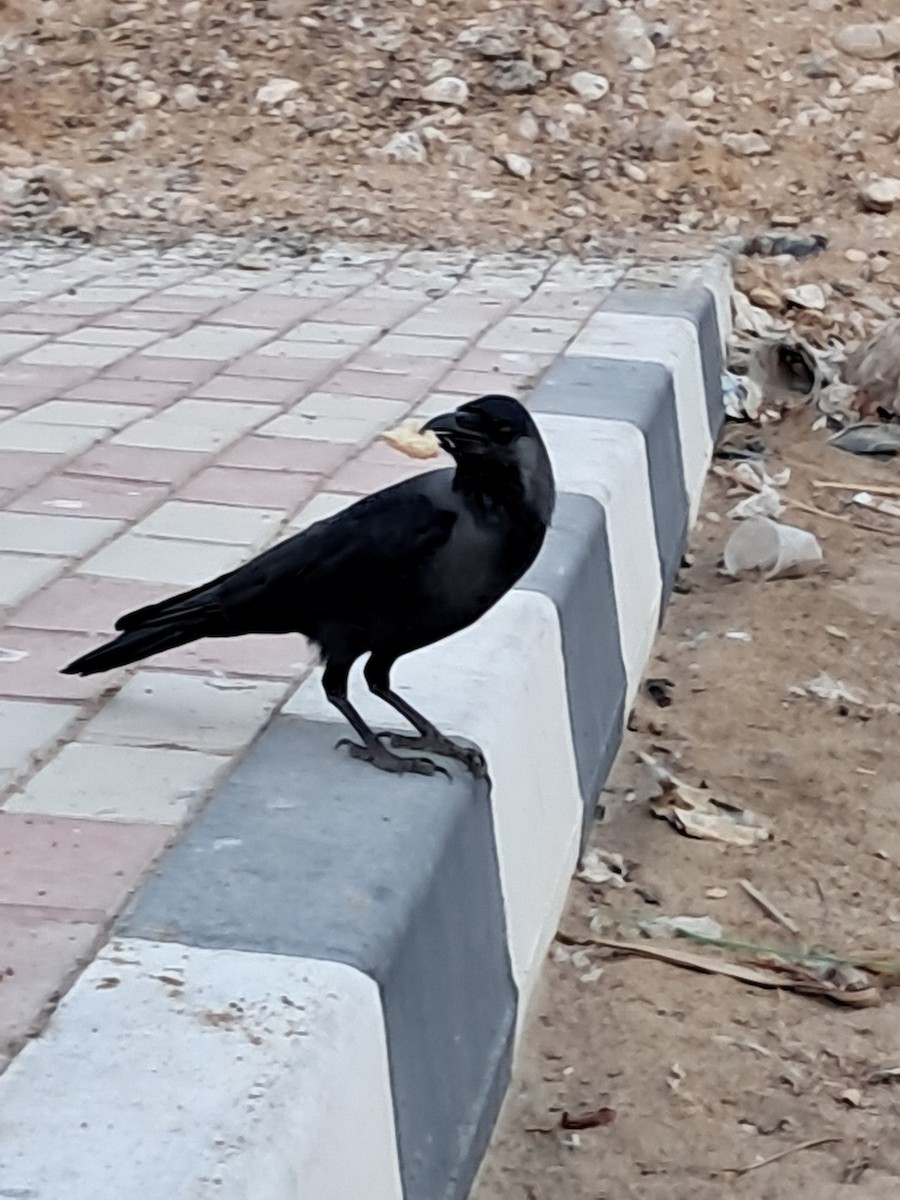 家烏鴉 - ML644788010