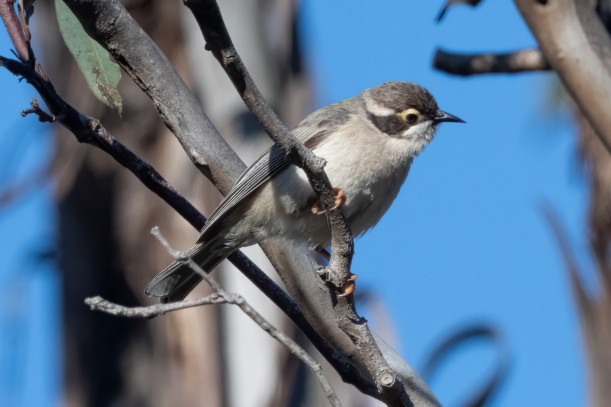 Медопійник буроголовий - ML644788013