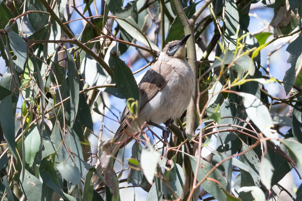 Медівник австралійський - ML644788016