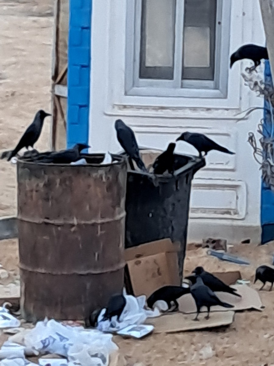 家烏鴉 - ML644788019