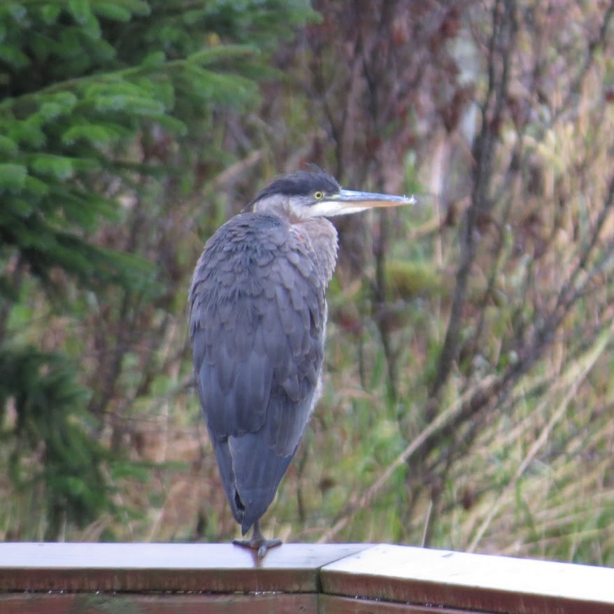 Grand Héron - ML644788022