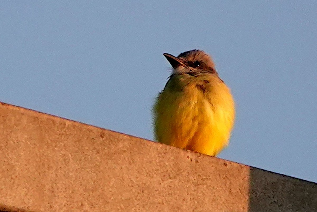 Тиран тропічний - ML644788023