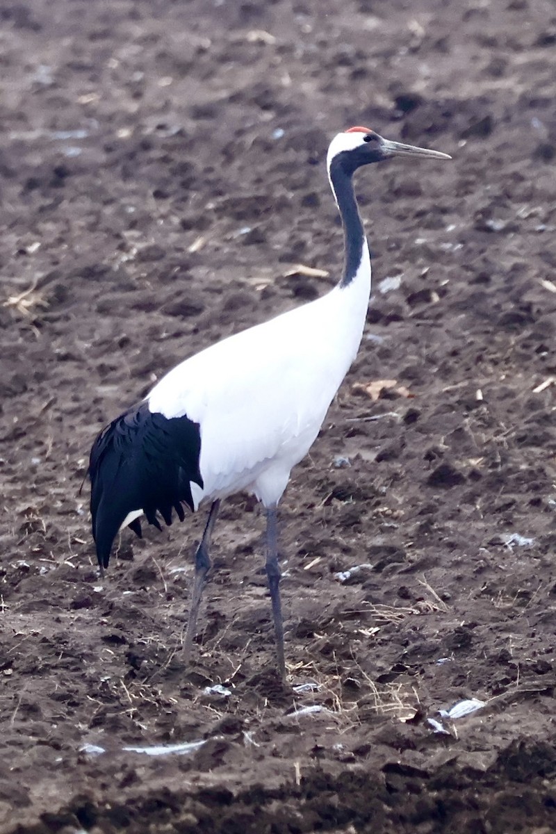 Red-crowned Crane - ML644788029