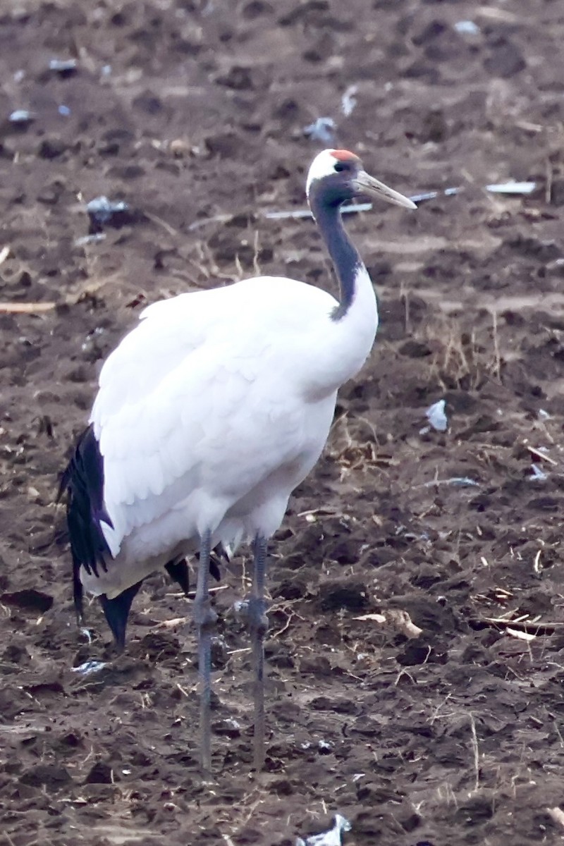Red-crowned Crane - ML644788030