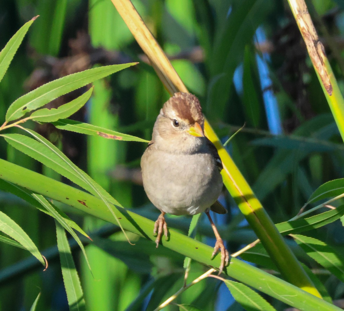 White-crowned Sparrow - ML644788038