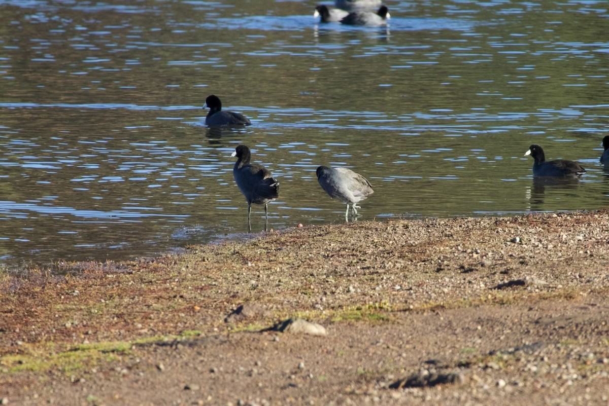 Focha Americana - ML644788043