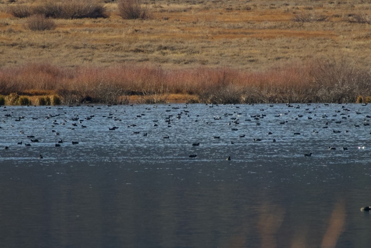 Focha Americana - ML644788044