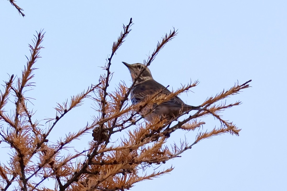 Dusky Thrush - ML644788045