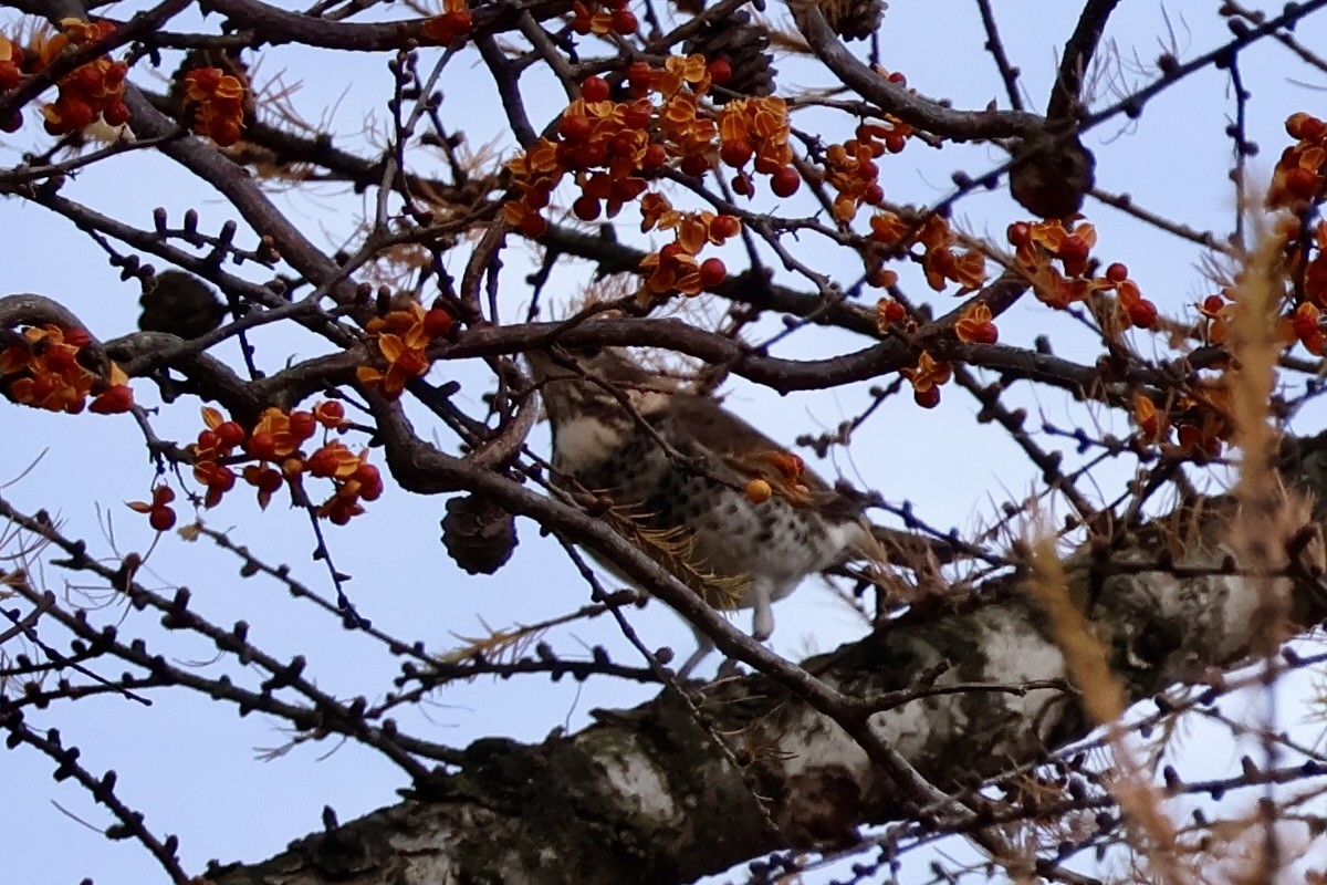 Dusky Thrush - ML644788046
