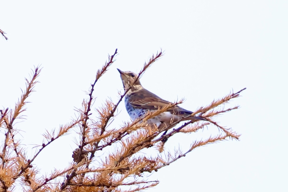 Dusky Thrush - ML644788047
