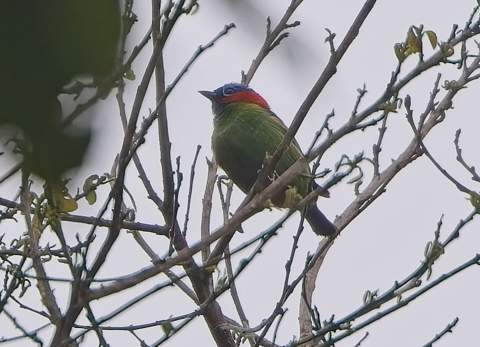 Red-necked Tanager - ML644788048