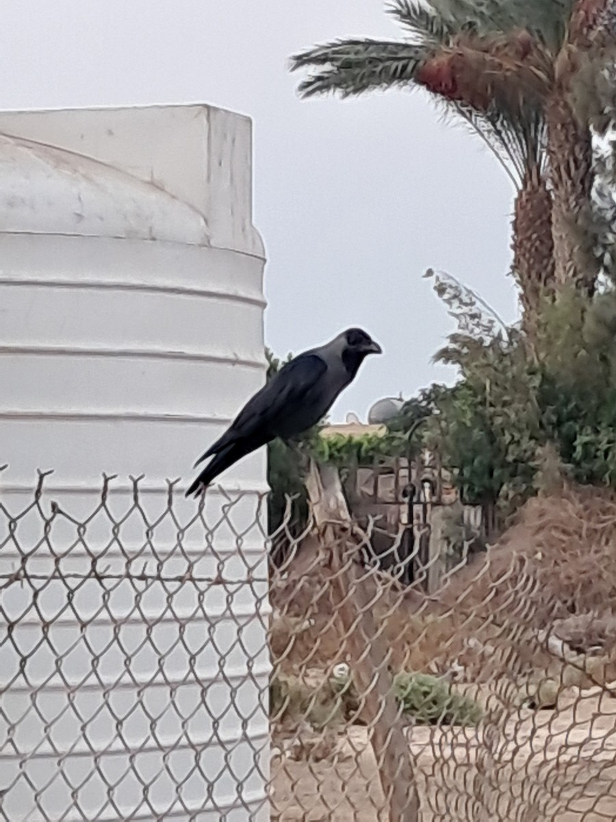 家烏鴉 - ML644788074