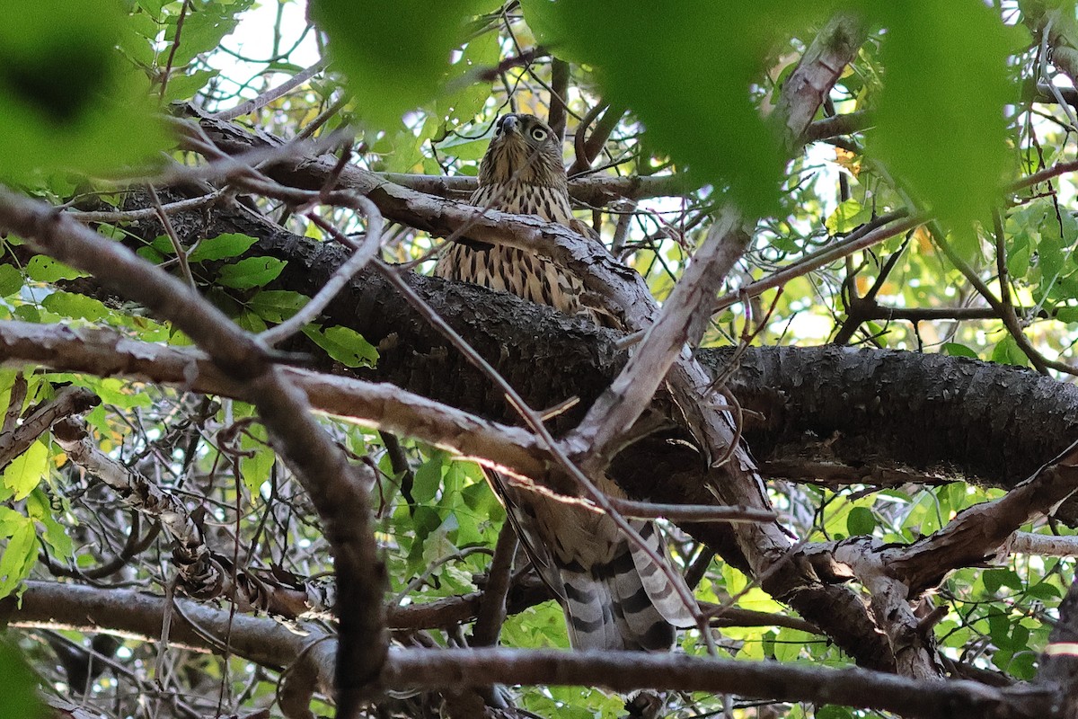 Eurasian Goshawk - ML644788083