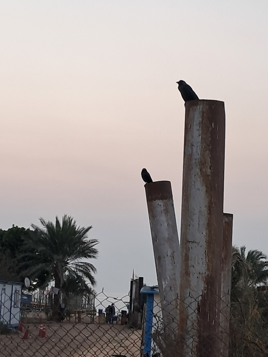 家烏鴉 - ML644788084