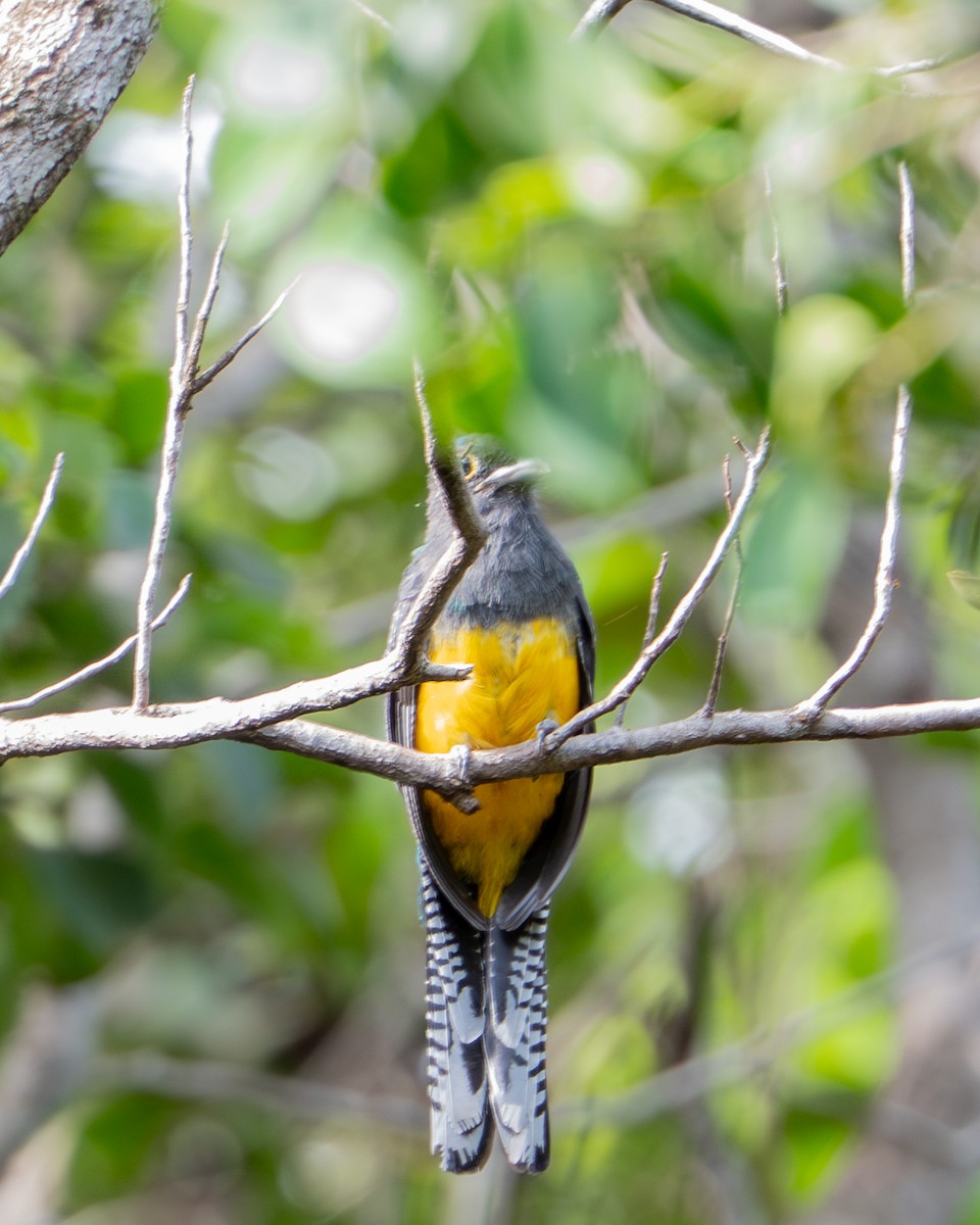 Trogón Violáceo - ML644788085