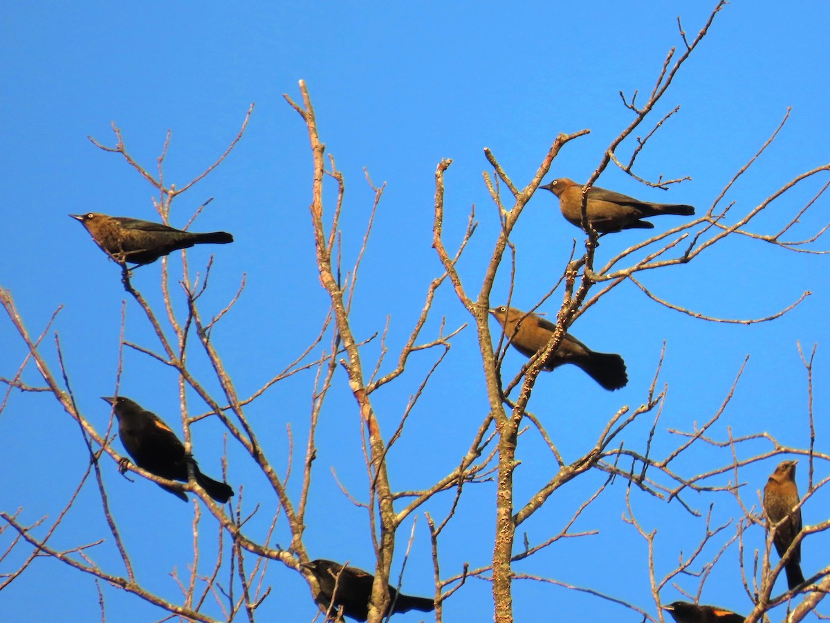 Rusty Blackbird - ML644788089