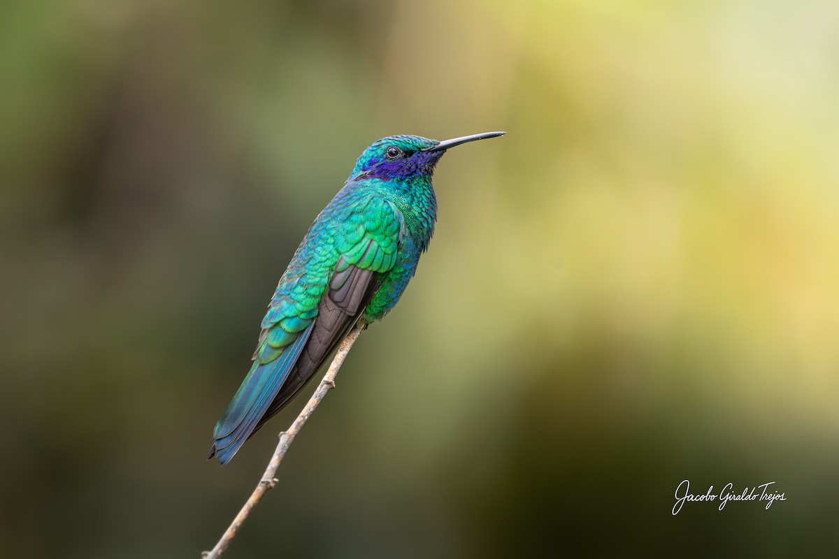 Колібрі синьочеревий - ML644788102