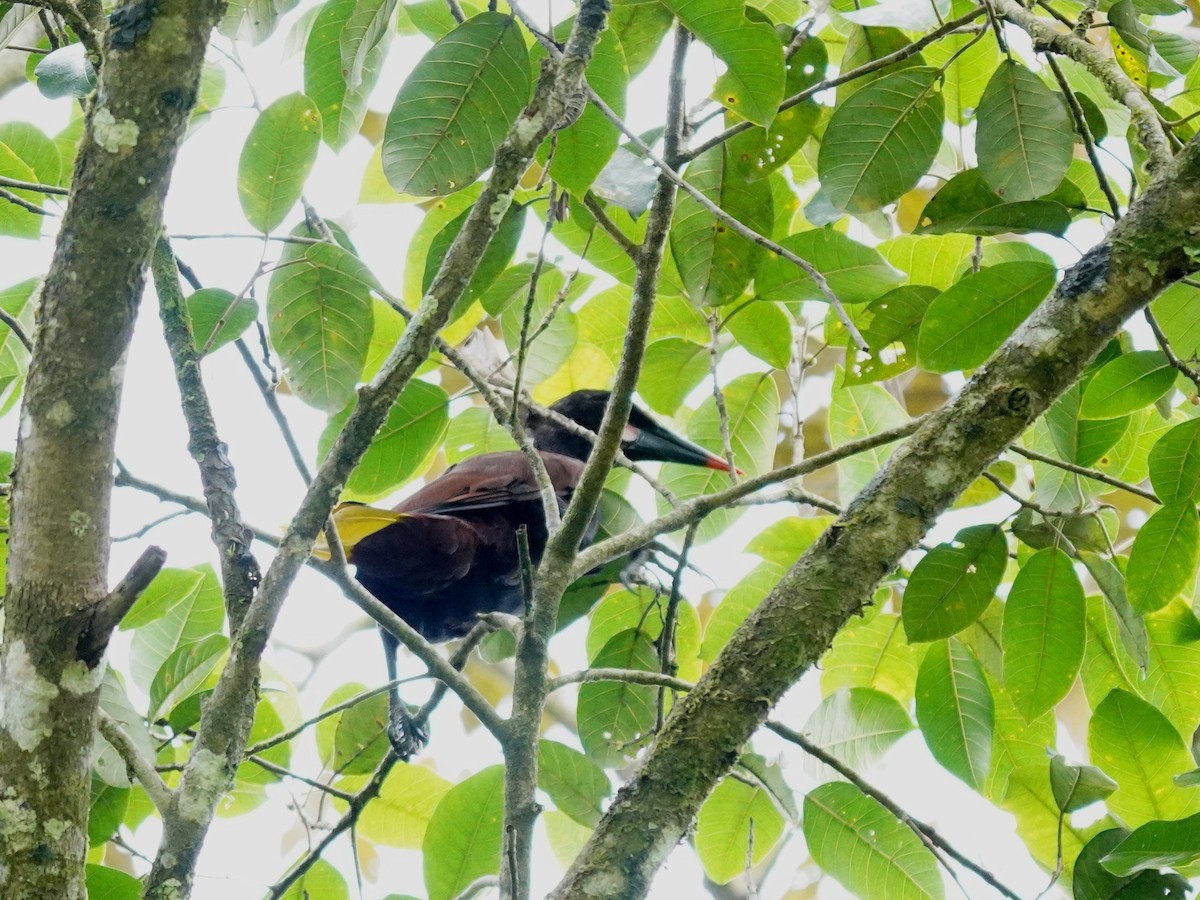 Cassique de Cassin - ML644788112