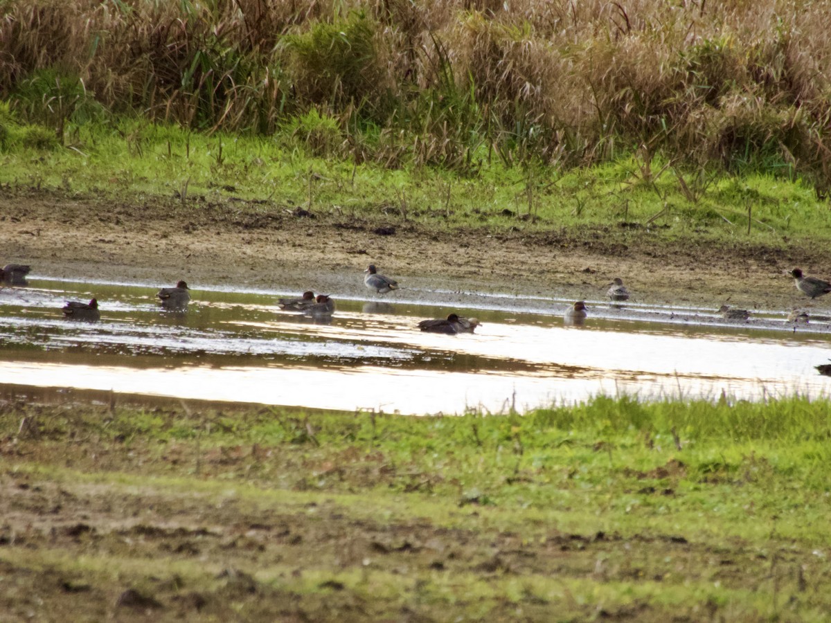 小水鴨 - ML644788118