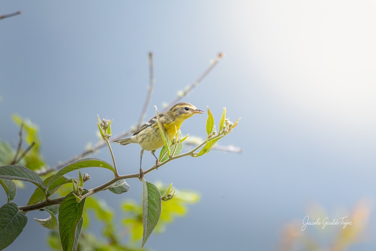 Blackburnian Warbler - ML644788119