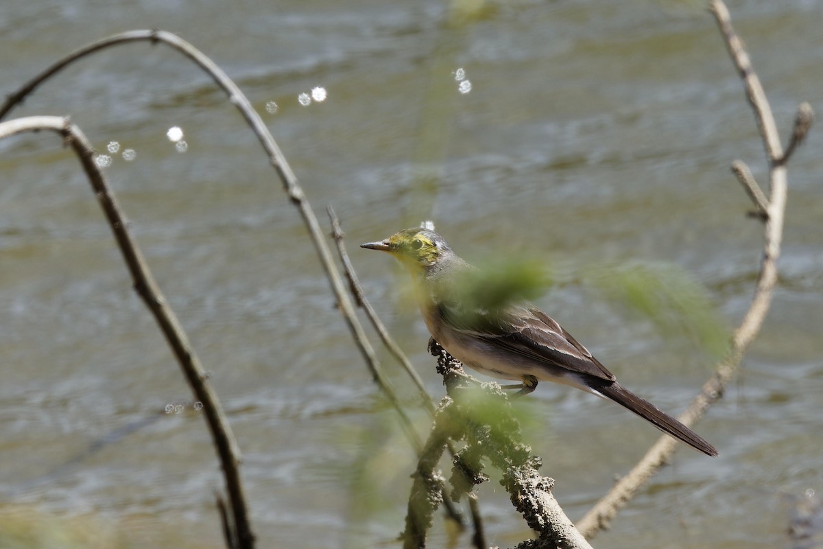 Citrine Wagtail - ML644788124