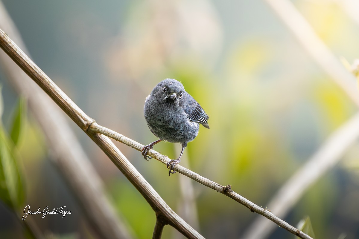 Ak Şeritli Çiçekdelen - ML644788137