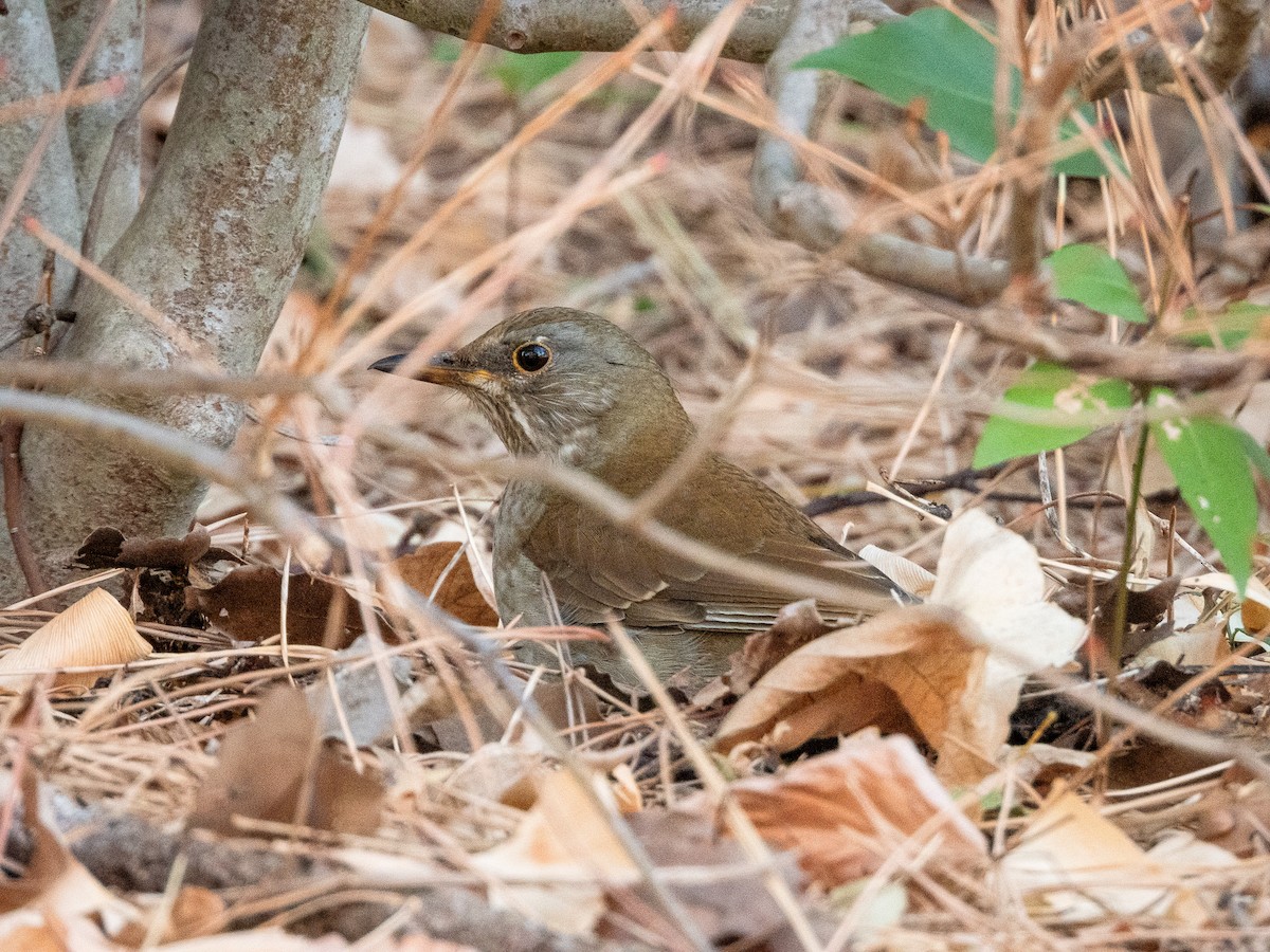 Pale Thrush - ML644788143