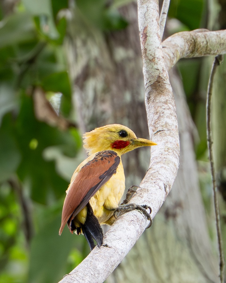 Cream-colored Woodpecker - ML644788144