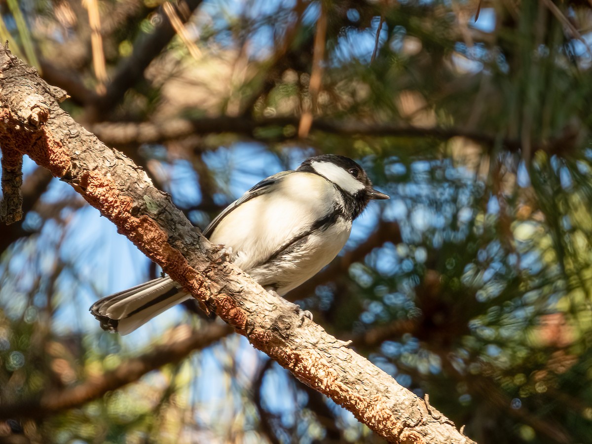Asian Tit (Japanese) - ML644788146