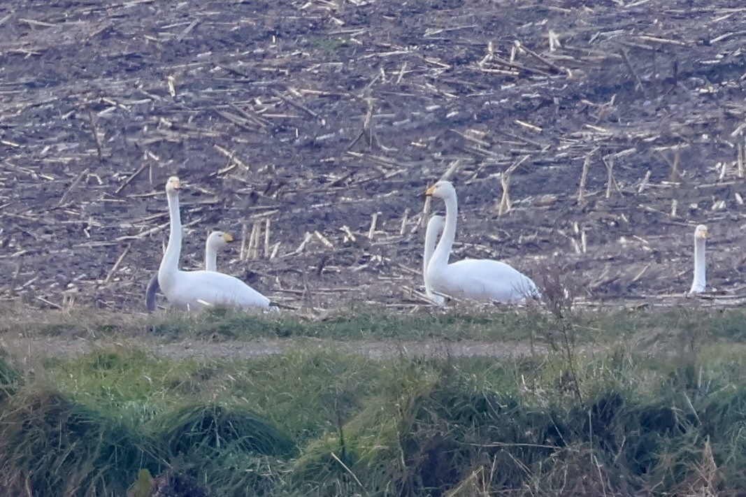 Whooper Swan - ML644788148