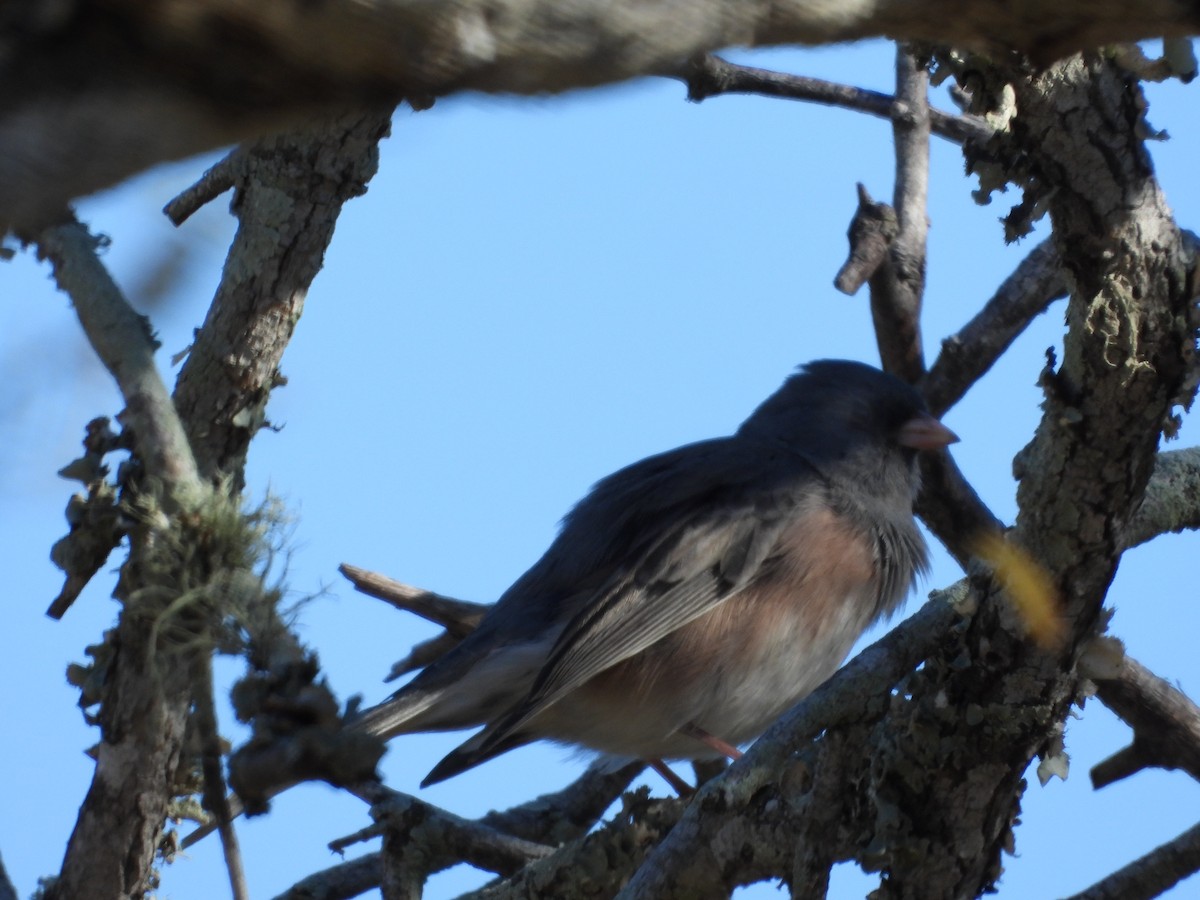 Winterammer - ML644788149