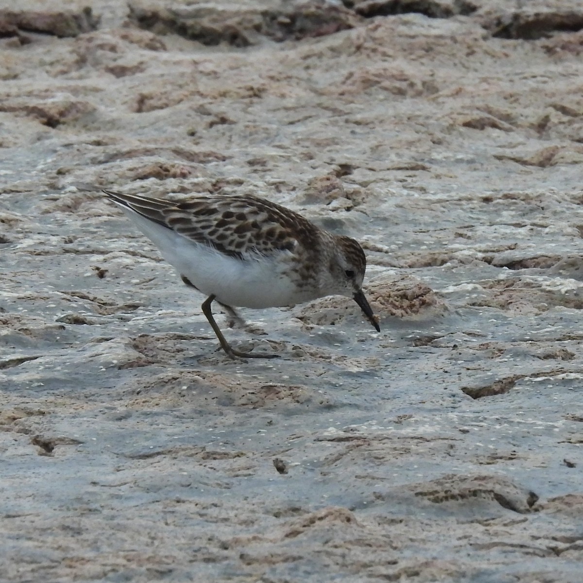 Txirri zuria - ML644788150