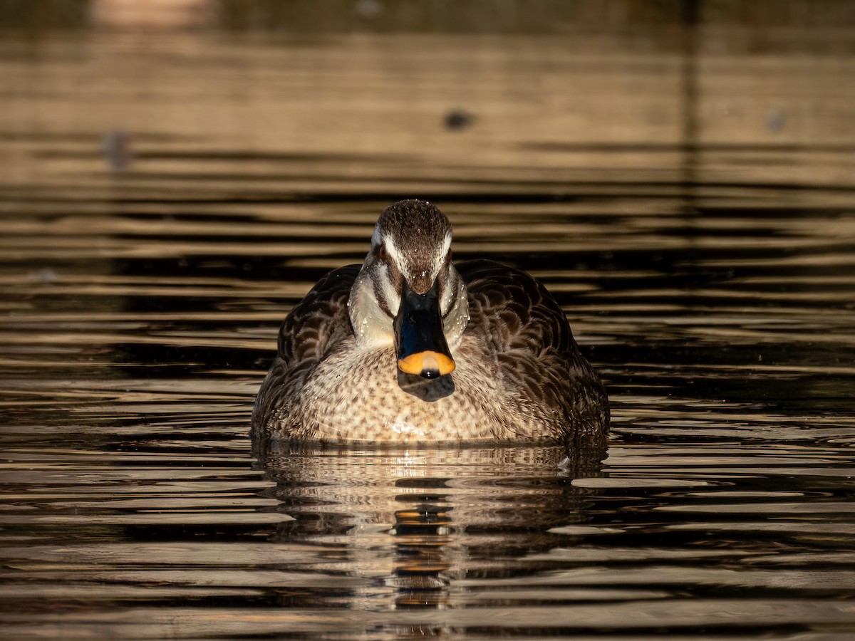 Eastern Spot-billed Duck - ML644788160