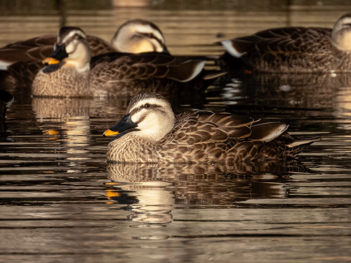 Eastern Spot-billed Duck - ML644788161