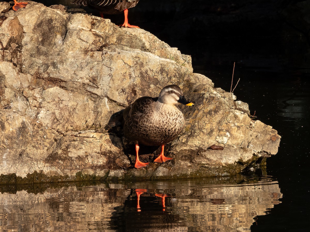 Eastern Spot-billed Duck - ML644788162