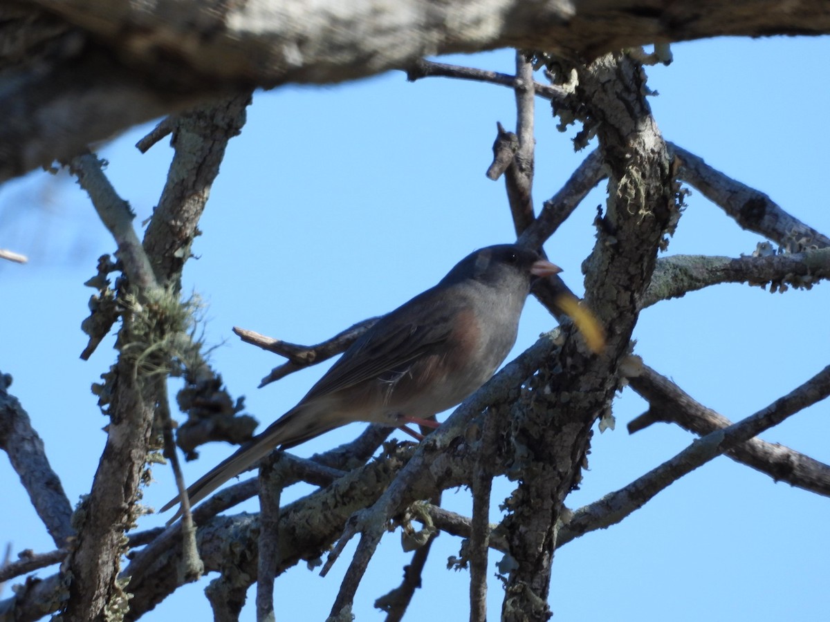 Winterammer - ML644788165