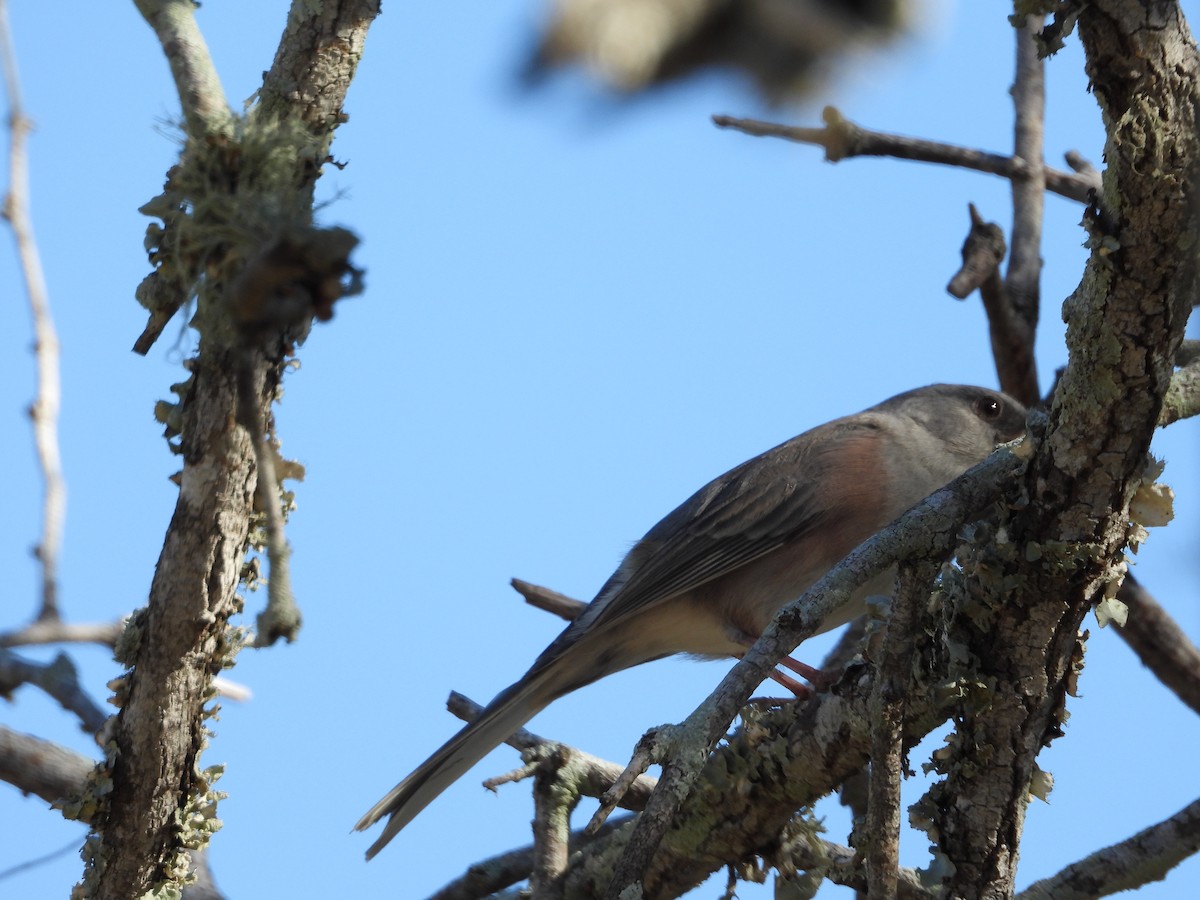 Winterammer - ML644788166