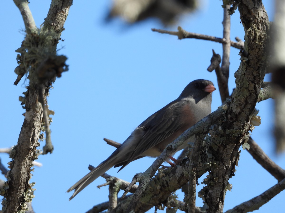 Winterammer - ML644788167