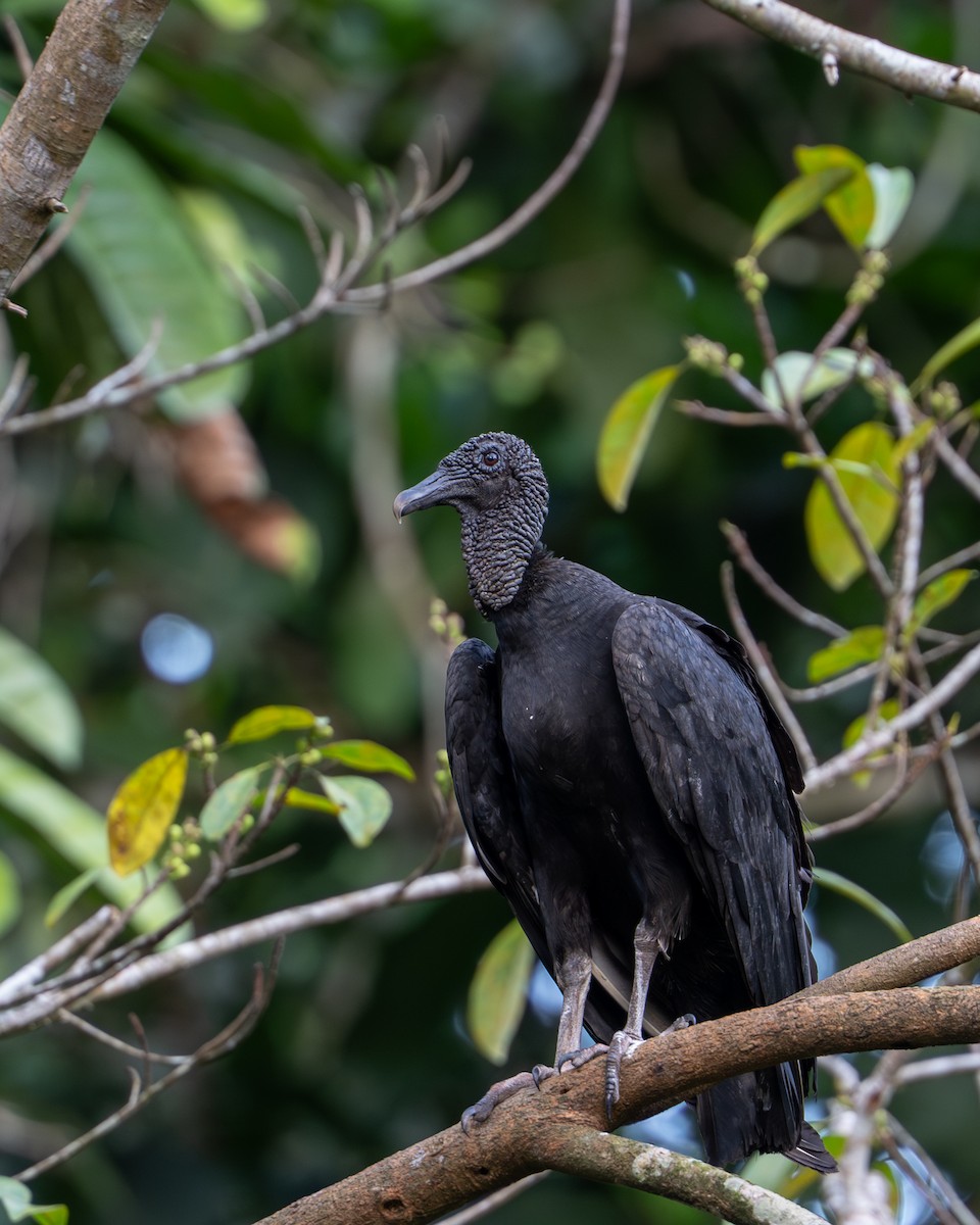 Катарта чорна - ML644788168