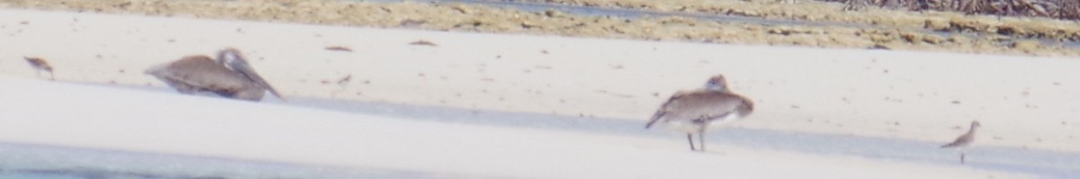 Black-bellied Plover - ML644788171