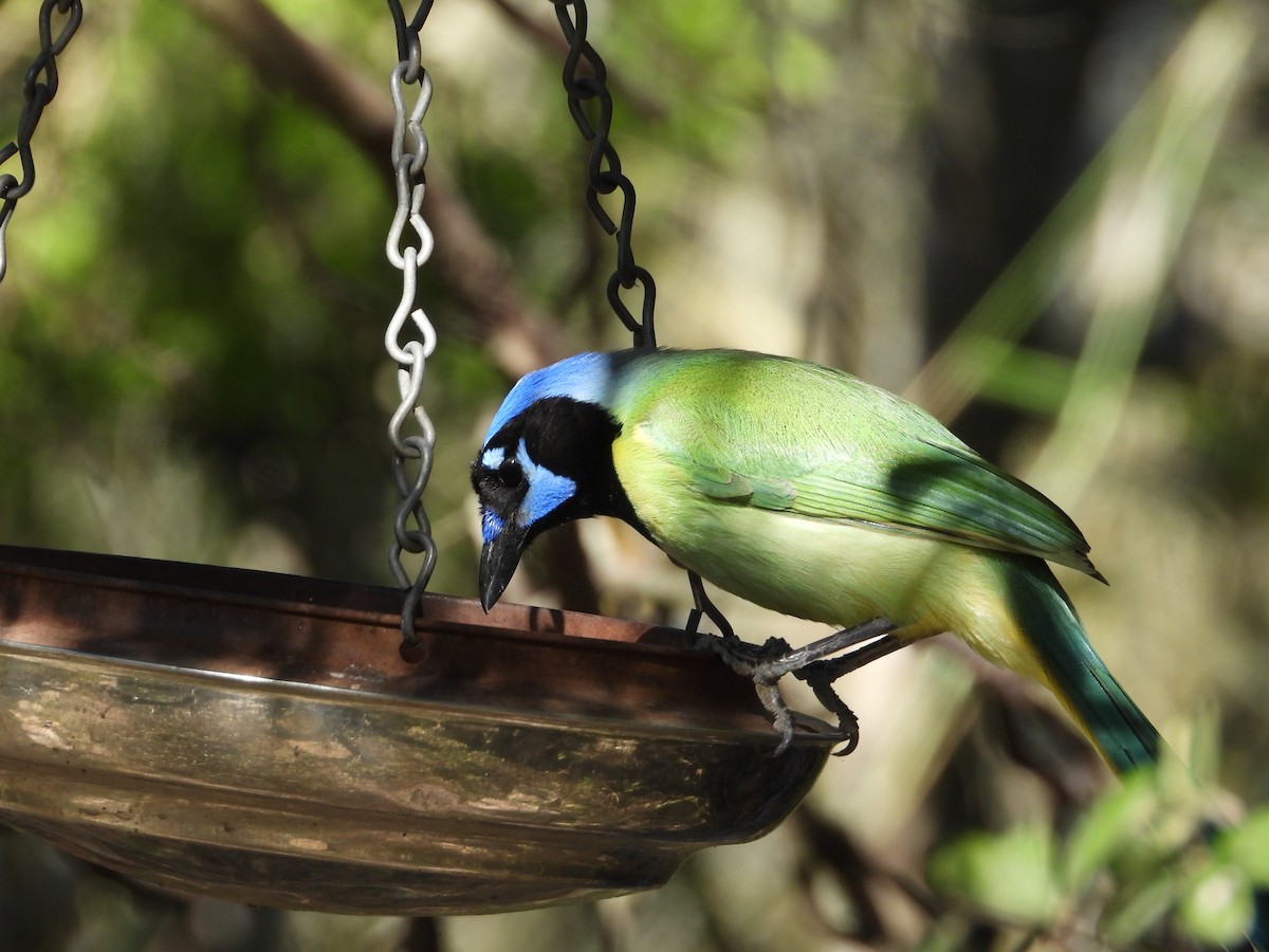 Geai vert - ML644788186