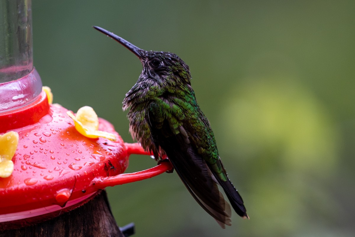 Green-crowned Brilliant - ML644788190